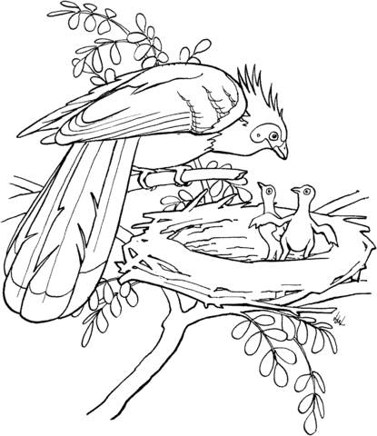 Hoatzin bird Coloring page