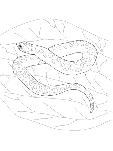 Hognose Snake Coloring page