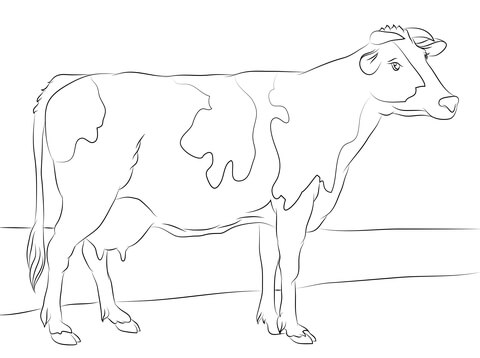 Holstein Cow Coloring page