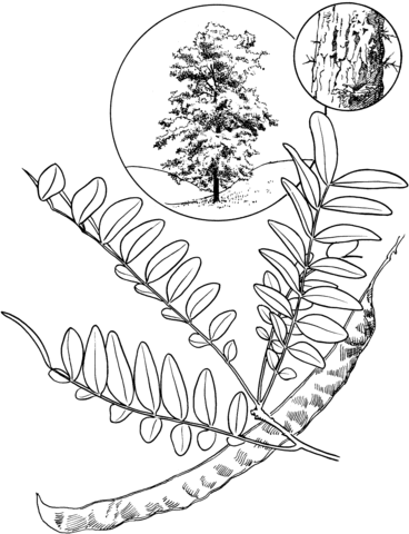Honey Locust Coloring page