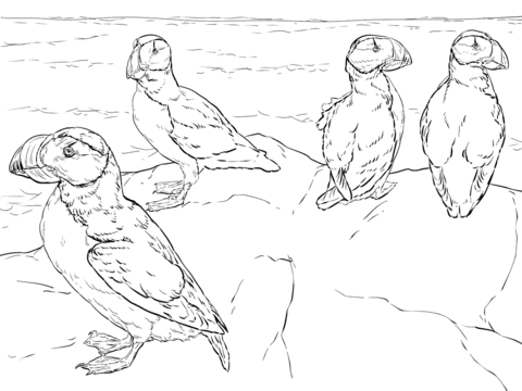 Horned Puffins Coloring page