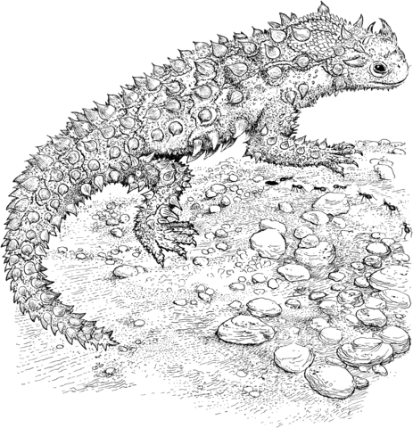 Horned Toad Coloring page
