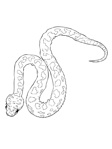 Horned Viper Coloring page