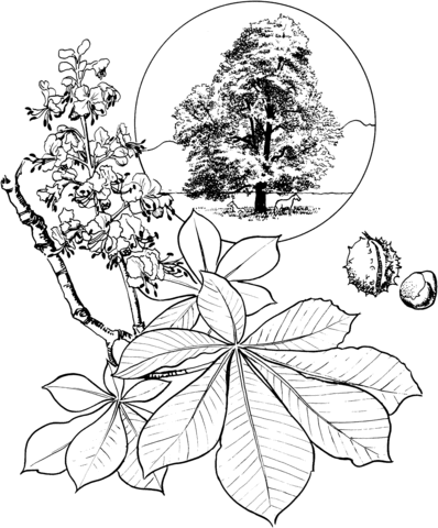 Horse Chestnut or Conker Tree Coloring page