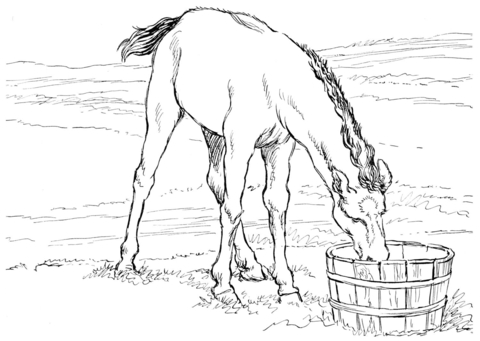 Horse Colt Drinks Water Coloring page