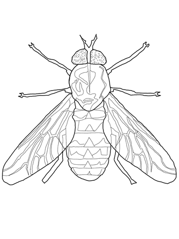 Horse Fly Coloring page