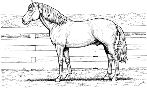 Horse stands at fence Coloring page