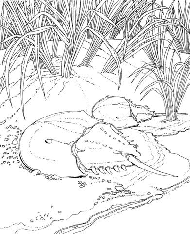 Horseshoe Crab on a Shore Coloring page