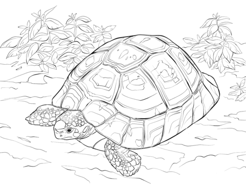 Horsfields Tortoise Coloring page