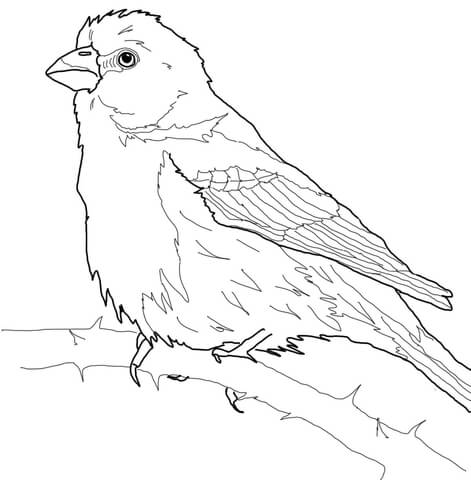 House Finch Coloring page