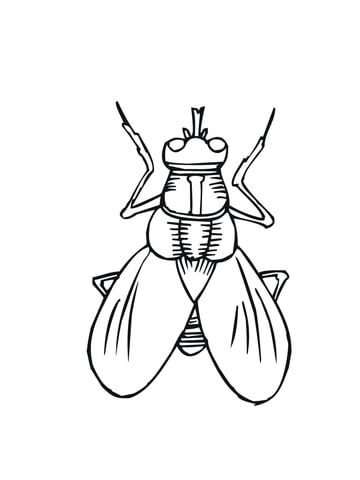 House Fly Coloring page