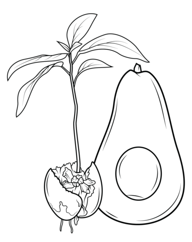 How Avocado Grows Coloring page