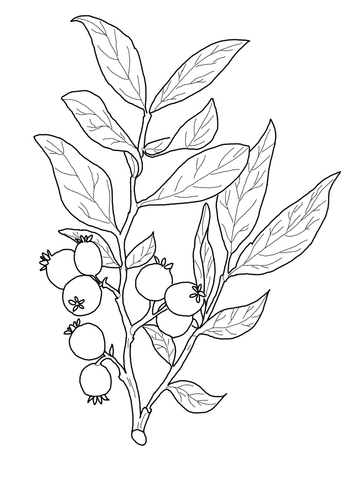 Huckleberry Branch Coloring page