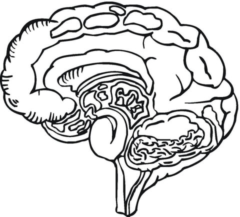 Human Brain  Coloring page