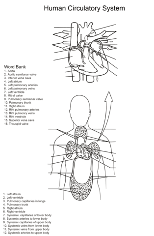 Human Circulatory System Worksheet Coloring page