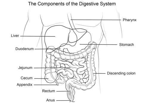 Human Digestive System Coloring page