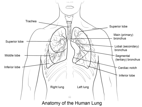 Human Lungs Coloring page