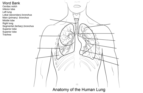 Human Lungs Worksheet Coloring page