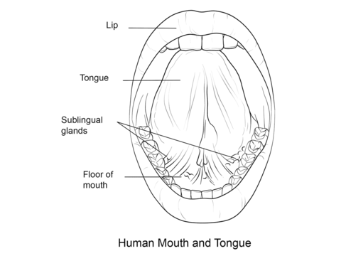 Human Mouth And Tongue Coloring page