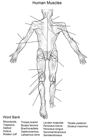 Human Muscles Back View Worksheet Coloring page
