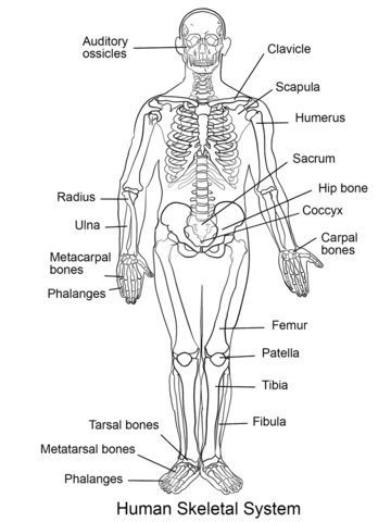 Human Skeletal System Coloring page