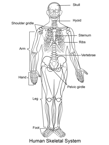 Human Skeleton Coloring page