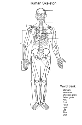 Human Skeleton Worksheet Coloring page