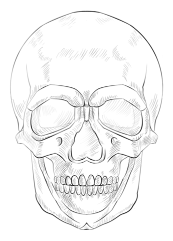 Human Skull Coloring page