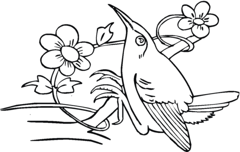 Hummingbird likes flower nectar Coloring page