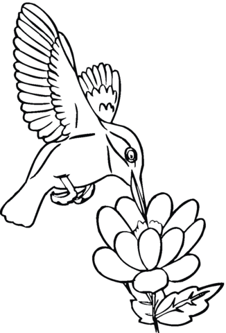 Hummingbird drinks nectar Coloring page