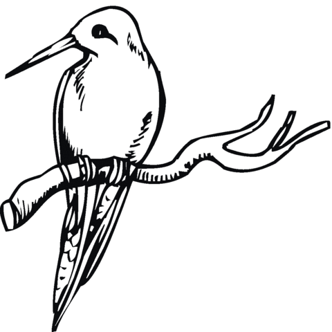 Hummingbird on the tree Coloring page