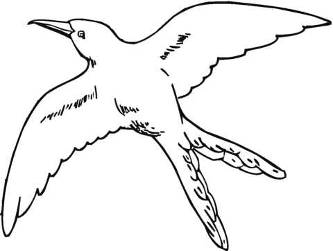Swallow-tail Hummingbird flying Coloring page