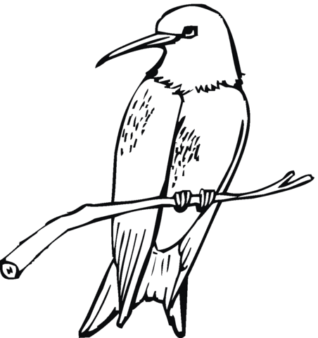 Ruby Throated Hummingbird Coloring page