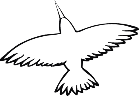 Hummingbird spread-wing  Coloring page