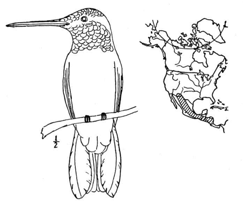 Hummingbird range map Coloring page