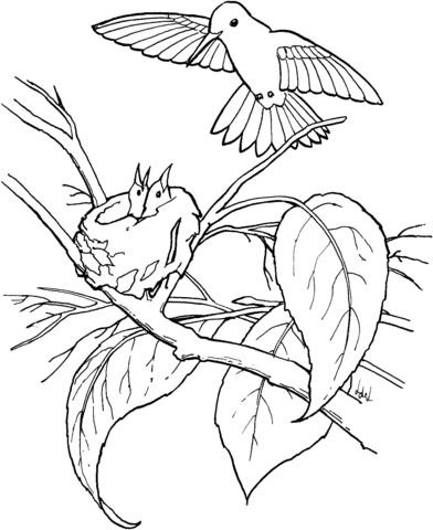  Copper-rumped Hummingbird and Its babies Coloring page