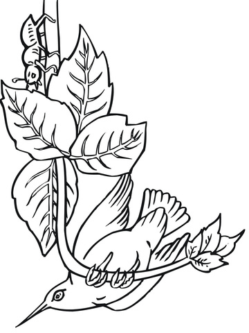 Hummingbird Perched on Branch Coloring page