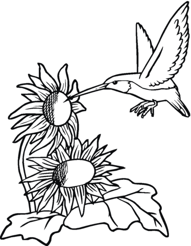 Hummingbird With Sunflowers Coloring page