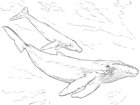 Humpback Whales Coloring page