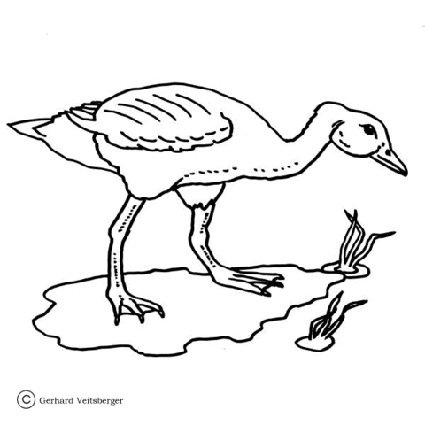 Hunting on the Frogs  Coloring page