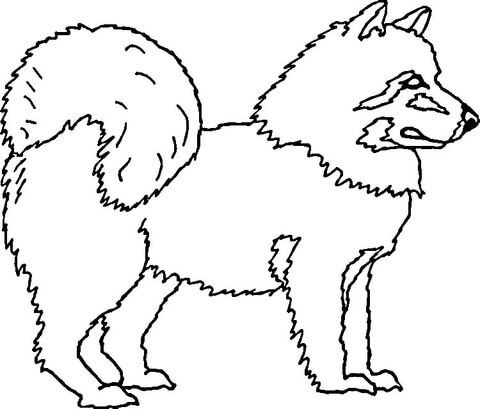 American Eskimo Dog Coloring page