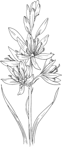 Camassia scilloides or Wild Hyacinth Coloring page