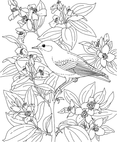 Mountain Bluebird and Lewis's mock-orange Idaho Bird and Flower Coloring page