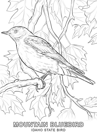 Idaho State Bird Coloring page