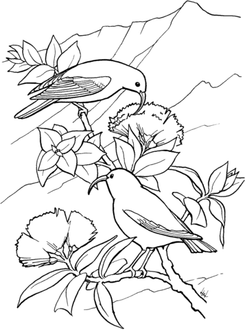 Iiwi Bird Coloring page