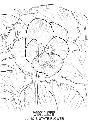 Illinois State Flower Coloring page