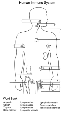 Immune System Worksheet Coloring page