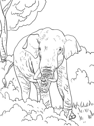 Indian Elephant Coloring page