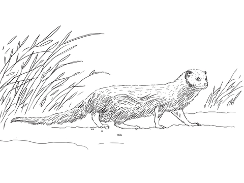 Indian Gray Mongoose Coloring page