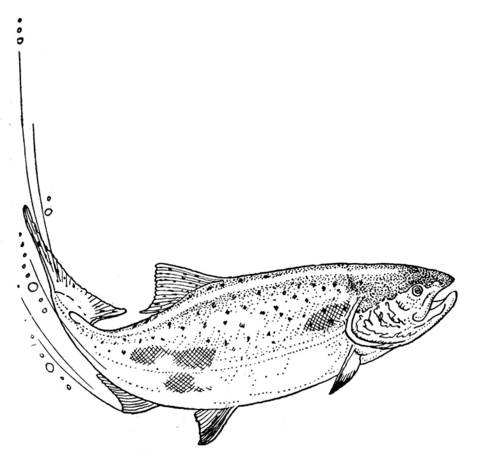 Indian Salmon Coloring page